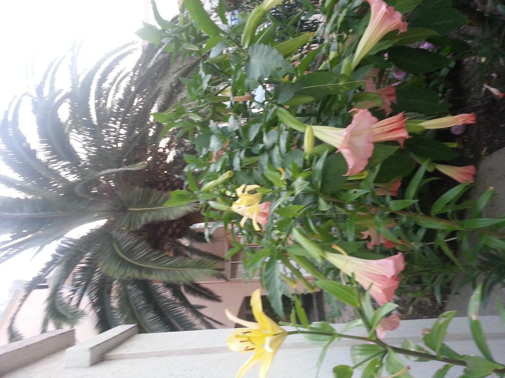 Maslina Guest house Budva