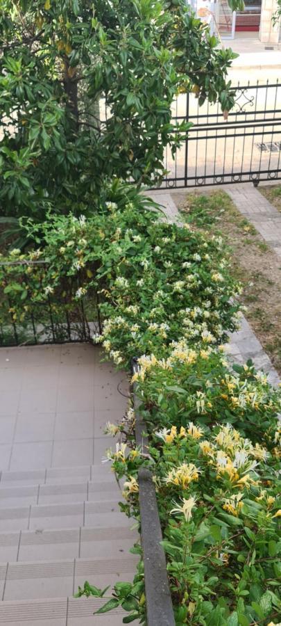 Maslina Guest house Budva