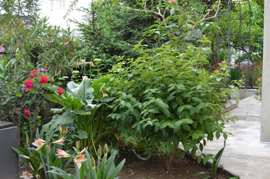 Maslina Guest house 3*